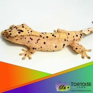 Super Dalmatian Crested Gecko