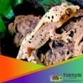 super dalmatian crested gecko