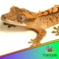 tiger crested gecko