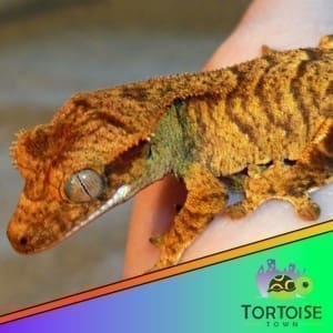 Tiger Crested Gecko