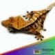 Tiger Pinstripe crested gecko