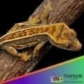 Tiger pinstripe crested gecko for sale