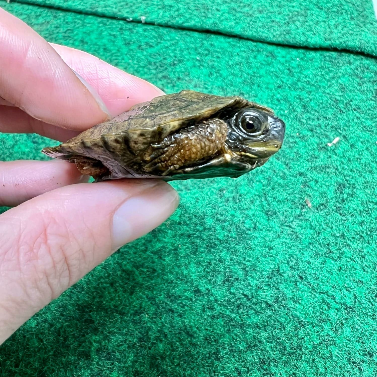 North American Wood Turtle Baby Wood Turtles for sale breeder