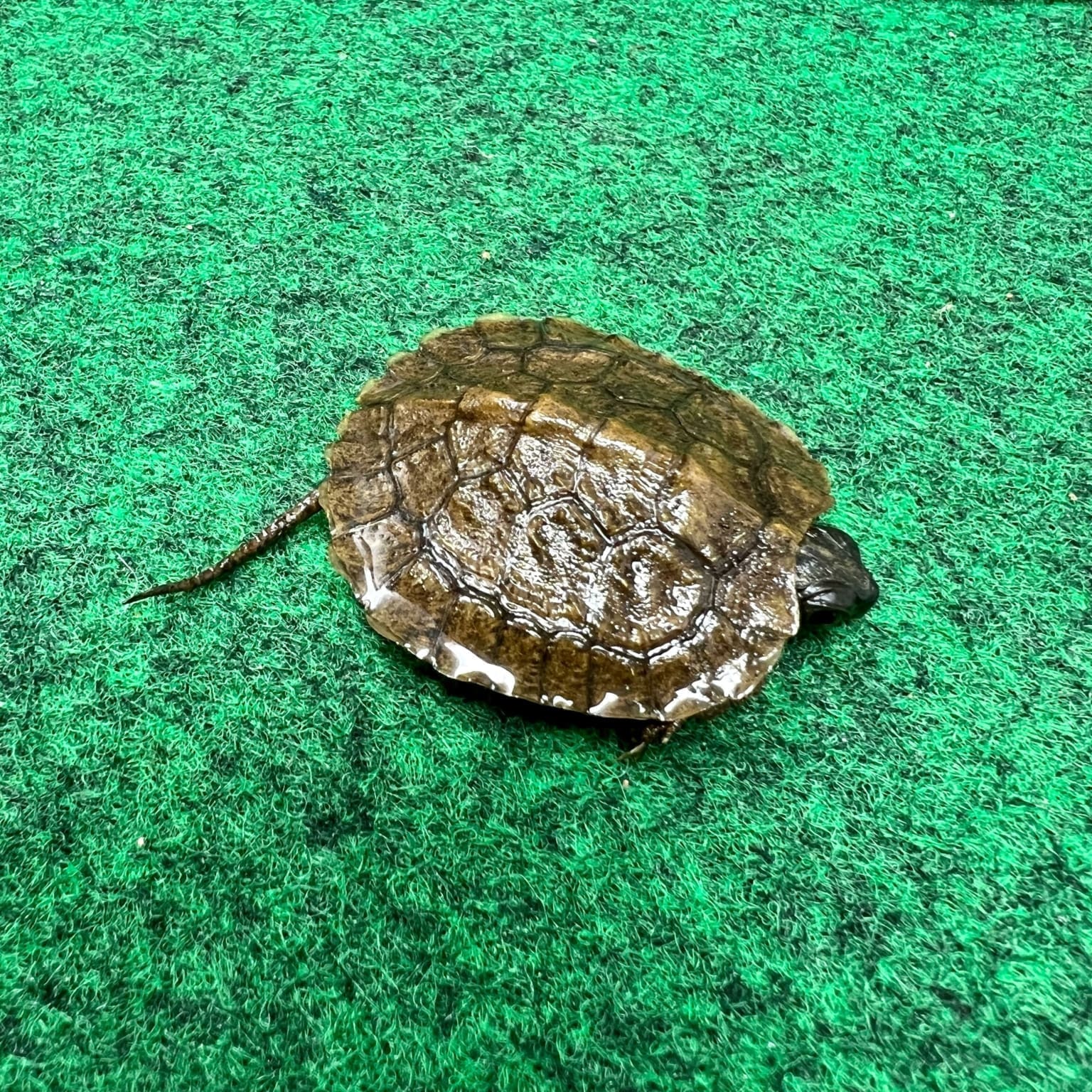 North American Wood Turtle Baby Wood Turtles for sale breeder