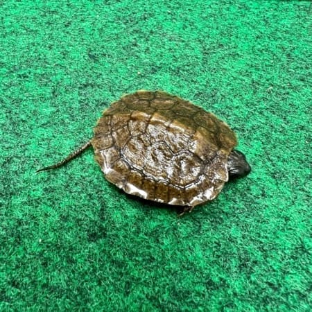 wood turtle