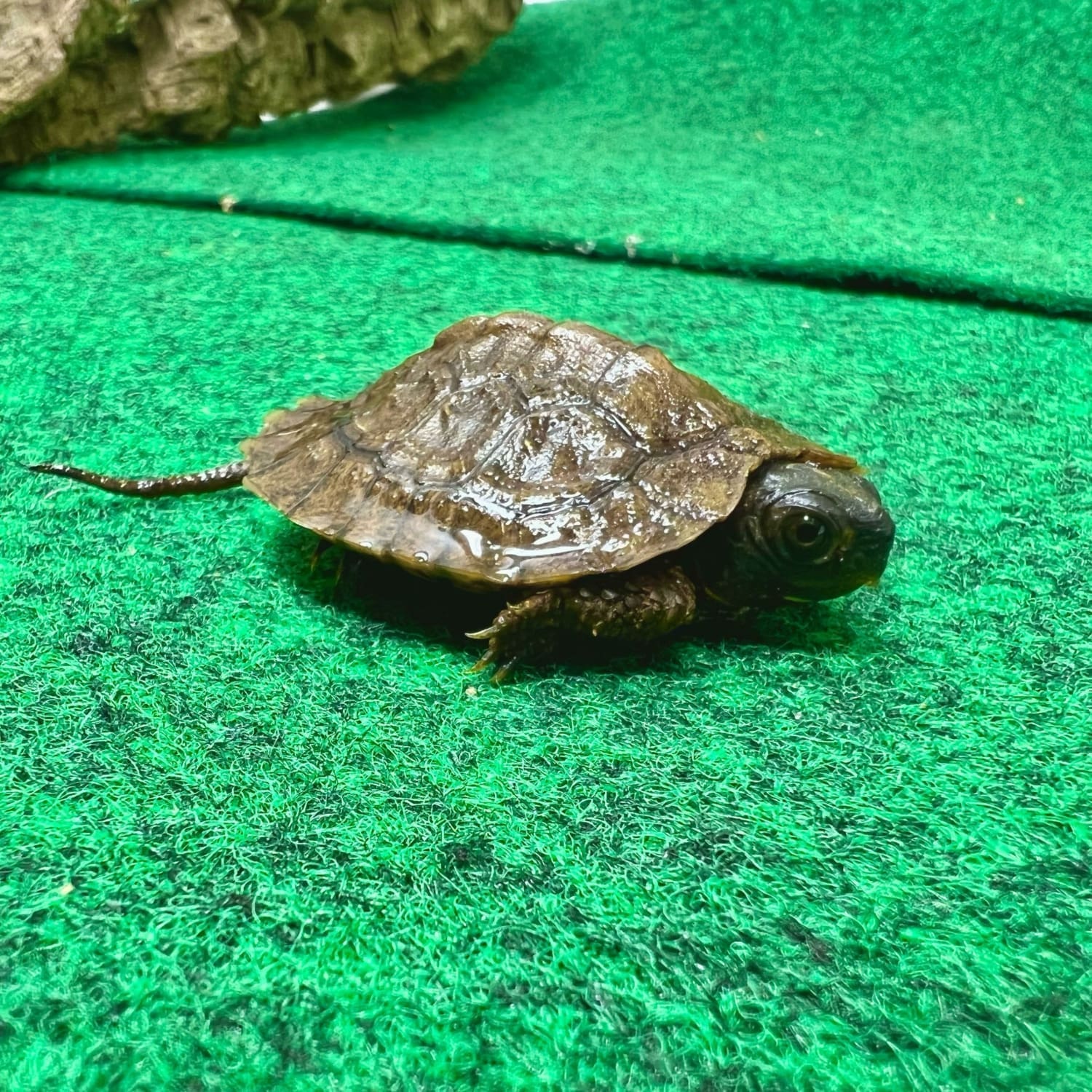 North American Wood Turtle Baby Wood Turtles for sale breeder