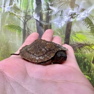 small turtle