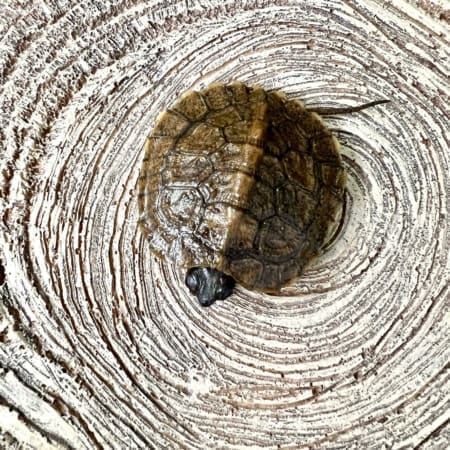 North American wood turtle cost