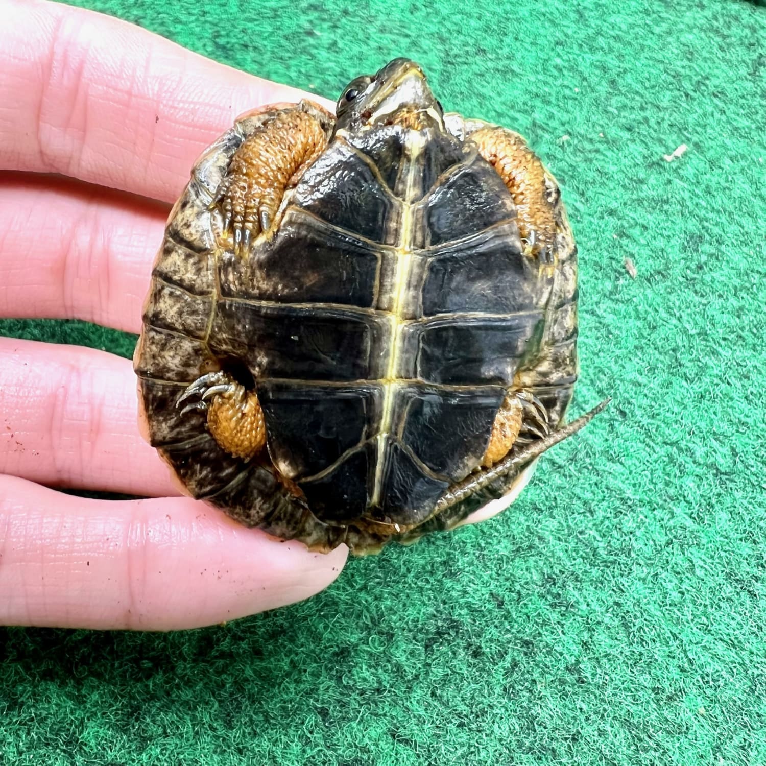 North American Wood Turtle Baby Wood Turtles for sale breeder