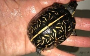 florida box turtles for sale