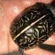 florida box turtles for sale