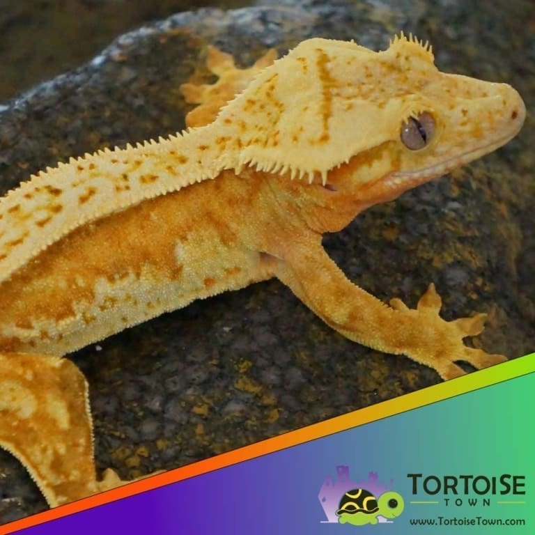 Creamsicle crested gecko for sale online crested gecko breeders