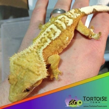 creamsicle crested gecko for sale