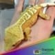 creamsicle crested gecko for sale