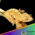 creamsicle crested gecko