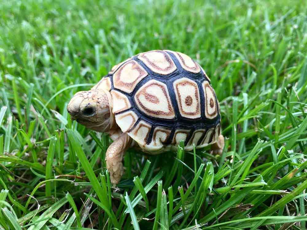 leopard tortoise diet