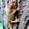 orange blotch gargoyle gecko