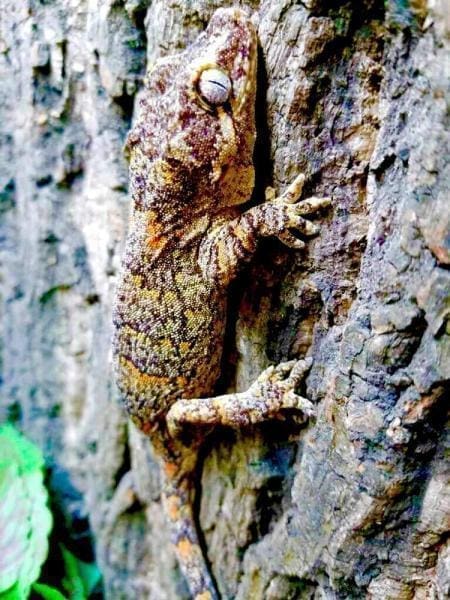 orange blotch gargoyle gecko