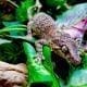 orange blotched gargoyle gecko