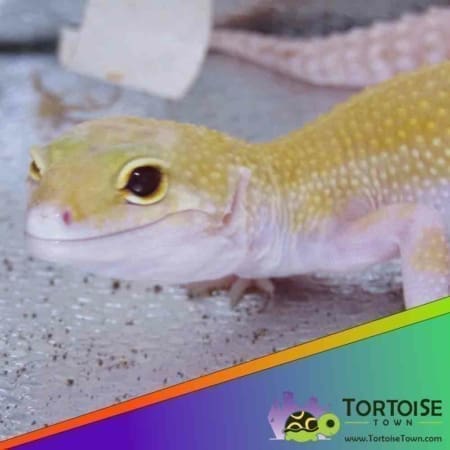 Raptor leopard gecko