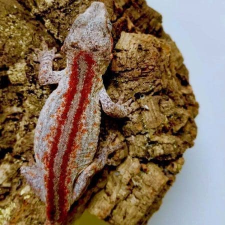 red striped gargoyle gecko