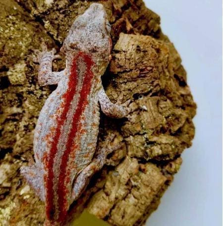 red striped gargoyle gecko