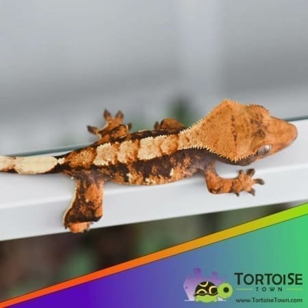 tricolor crested gecko