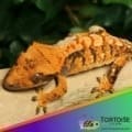 tricolor crested gecko for sale