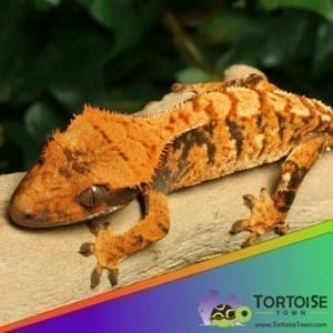 Tricolor Crested Gecko