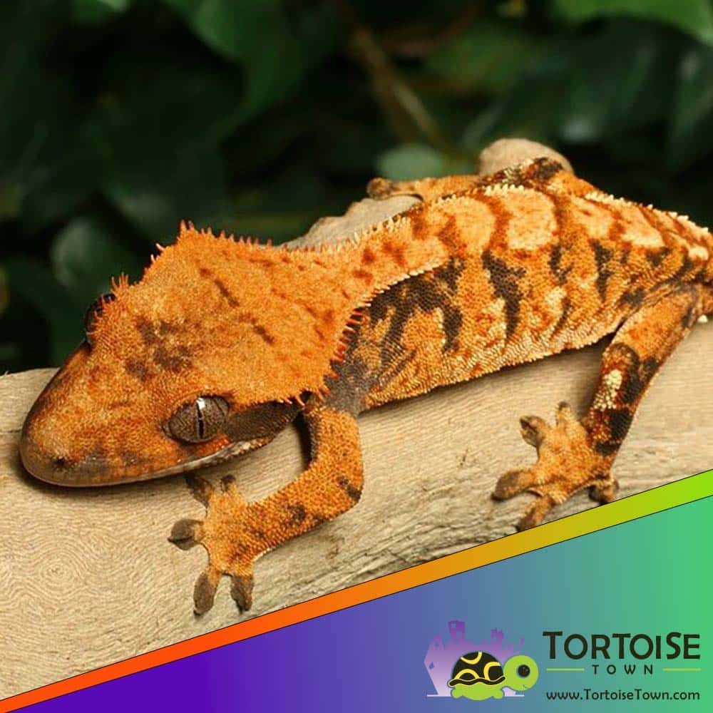 tricolor crested gecko