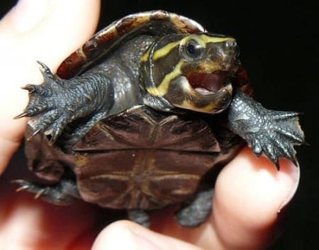 3 striped mud turtle for sale