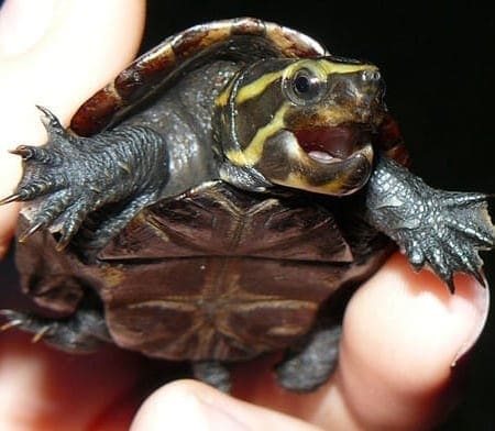 3 striped mud turtle for sale