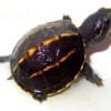 3 striped mud turtles for sale