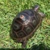 Aldabra giant tortoise for sale