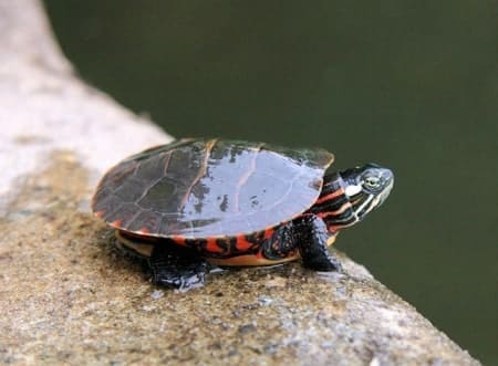 eastern painted turtle for sale