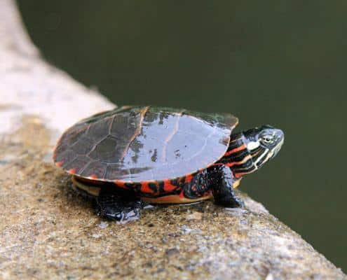 eastern painted turtle for sale