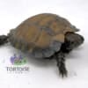 Burmese black mountain tortoise for sale