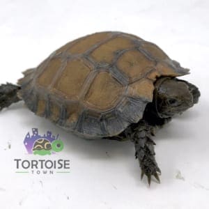 Burmese Black tortoise