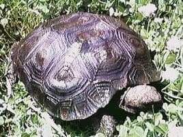 Burmese black tortoise