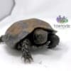 Burmese mountain tortoise breeders