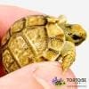 Egyptian tortoises for sale