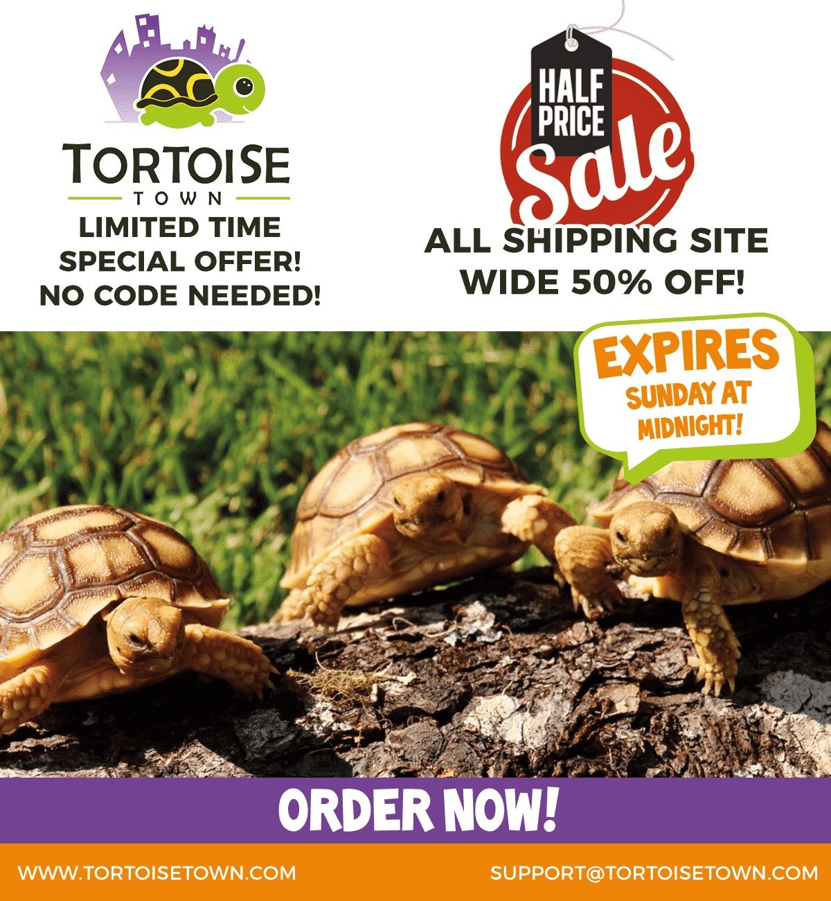 TTMailchimp050517 Tortoise for sale baby tortoise for sale buy
