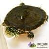 Western painted turtle for sale