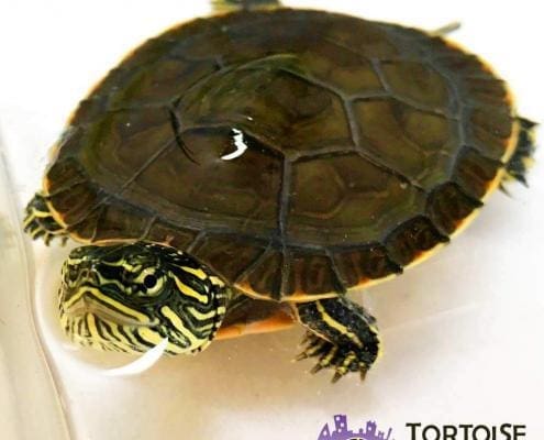 Western painted turtle for sale