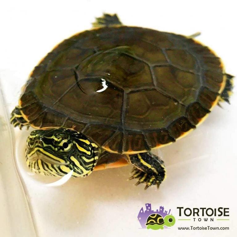 Western painted turtle for sale online baby western painted turtles
