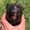 Aldabra tortoise for sale