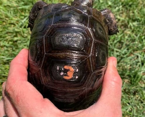 Aldabra tortoise for sale