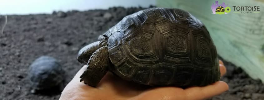 aldabra tortoise for sale