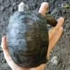 baby aldabra tortoise for sale