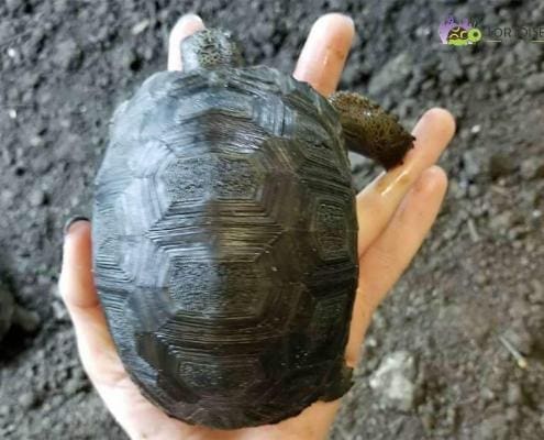 baby aldabra tortoise for sale